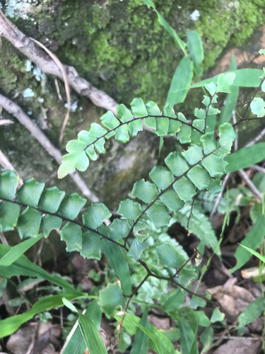 Fan-leaved Maidenhair