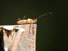 Gminatus australis
