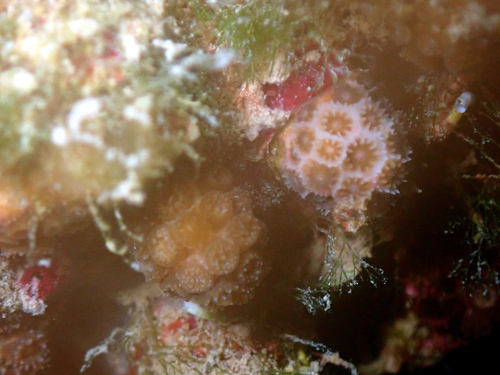 Photo of Pillar coral Med (Madracis pharensis)