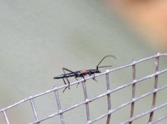 Oroderes humeralis