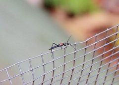 Oroderes humeralis