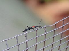 Oroderes humeralis