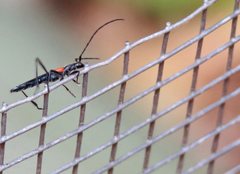 Oroderes humeralis