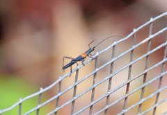 Oroderes humeralis