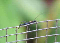Oroderes humeralis