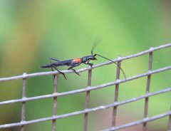 Oroderes humeralis