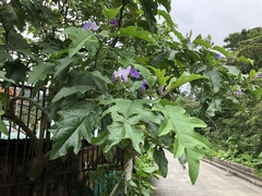 Solanum wrightii