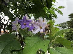 Solanum wrightii