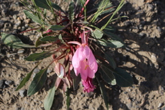 Oenothera cespitosa