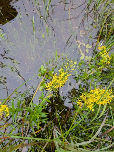 Chub Pond Trail
