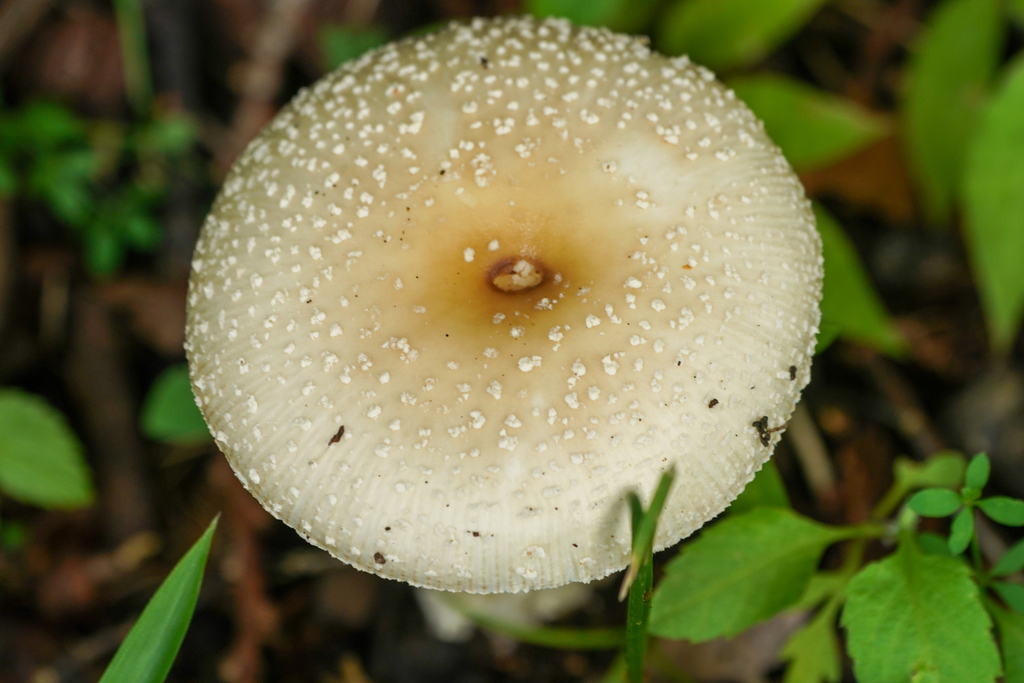 Amanita · June 2024 · photo: © tbc_watanabe (iNaturalist, cc-by)