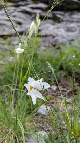 Image of Paradisea liliastrum by (c) Christoph Kramer, some rights reserved (CC BY)