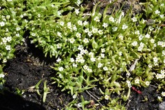 Plagiobothrys bracteatus