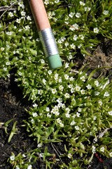 Plagiobothrys bracteatus