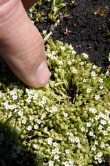 Plagiobothrys bracteatus