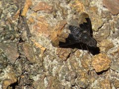 Anthrax dolabratus