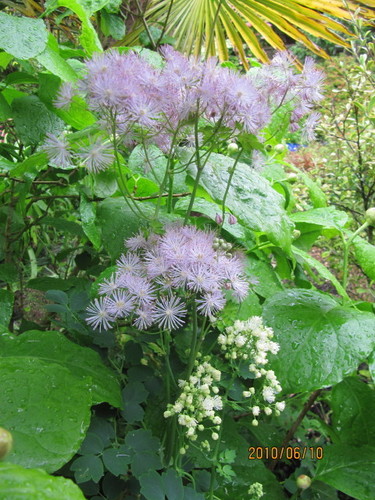 French meadow-rue