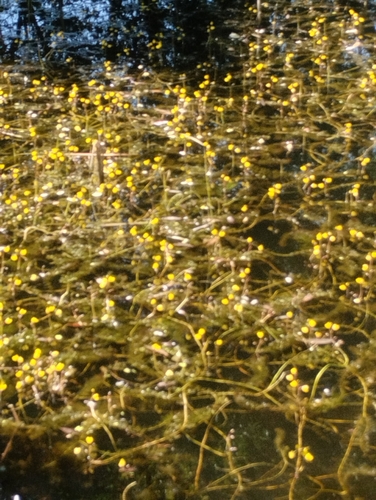 Image of Utricularia vulgaris by no rights reserved