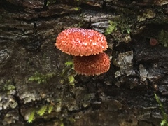 Tubariaceae