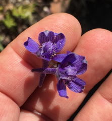 Delphinium parryi