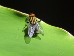 Sarcophaga bidentata