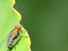 Sarcophaga bidentata