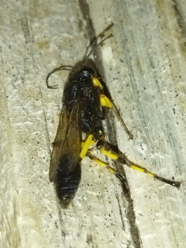 Sceliphron spirifex photo 2