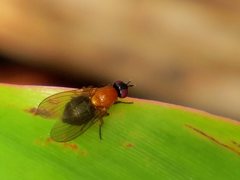 Sapromyza sciomyzina