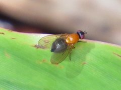 Sapromyza sciomyzina