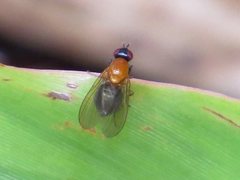 Sapromyza sciomyzina