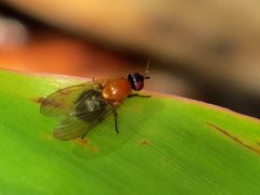 Sapromyza sciomyzina