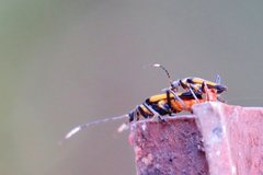 Chauliognathus imperialis