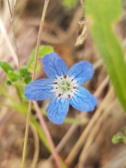 Nemophila menziesii