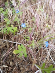 Nemophila menziesii