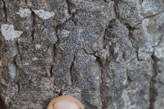 Opegrapha