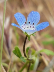 Nemophila menziesii