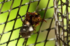 Polistes humilis synoecus