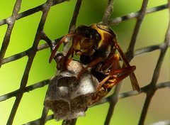 Polistes humilis synoecus