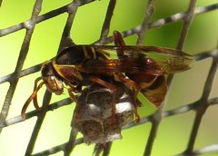 Polistes humilis synoecus