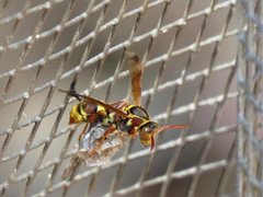Polistes humilis synoecus