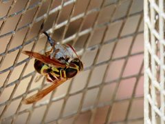 Polistes humilis synoecus