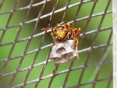 Polistes humilis synoecus