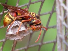 Polistes humilis synoecus