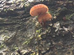 Tubariaceae