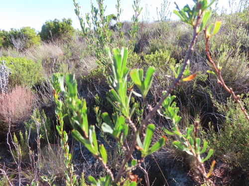 Image of Cliffortia cuneata by (c) linkie, some rights reserved (CC BY)