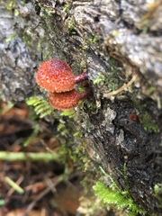 Tubariaceae
