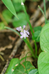 Liriope minor, photograph (c) WATANABE Hitoshi 渡辺仁, some rights reserved (CC BY)