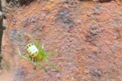 Bijoaraneus praesignis