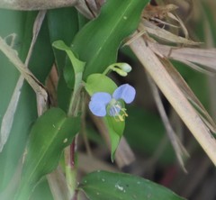 Commelina diffusa diffusa