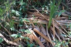 Commelina diffusa diffusa